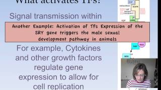 Eukaryotic Gene Expression