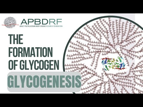 Video: Forskjellen Mellom Amylopektin Og Glykogen