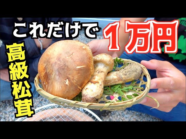 国産高級松茸を七輪で焼いて食べてみた Youtube