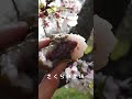 わざわざ賑やかな公園で孤独のお花見ソロキャンプ… #shorts