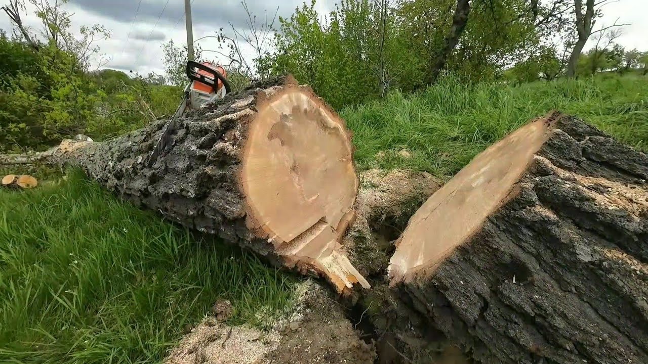 Windwurf Birke - Wurzelballen abschneiden MSA 300