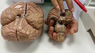 Nervos nos cerebrais danos curando