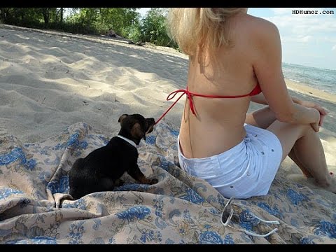 funny-dog-videos-bacon-free-download-in-youtube-2016