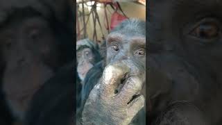 Bryan's Group at monkey world ape rescue centre dorset