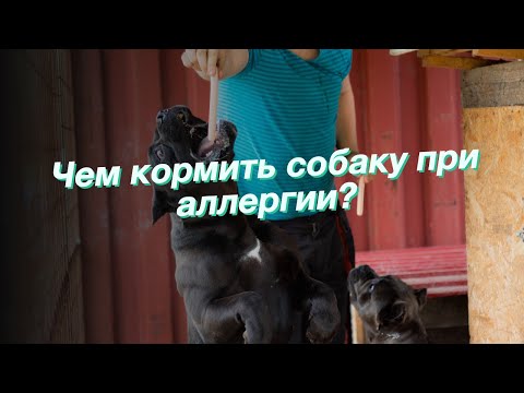 Видео: Рецепт выпечки соды и пероксида для запаха мочи для домашних животных