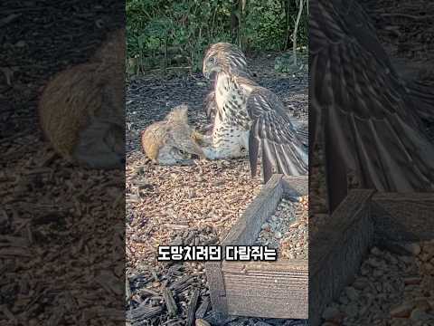 잡힌 다람쥐, 끝까지 포기하지 않았습니다