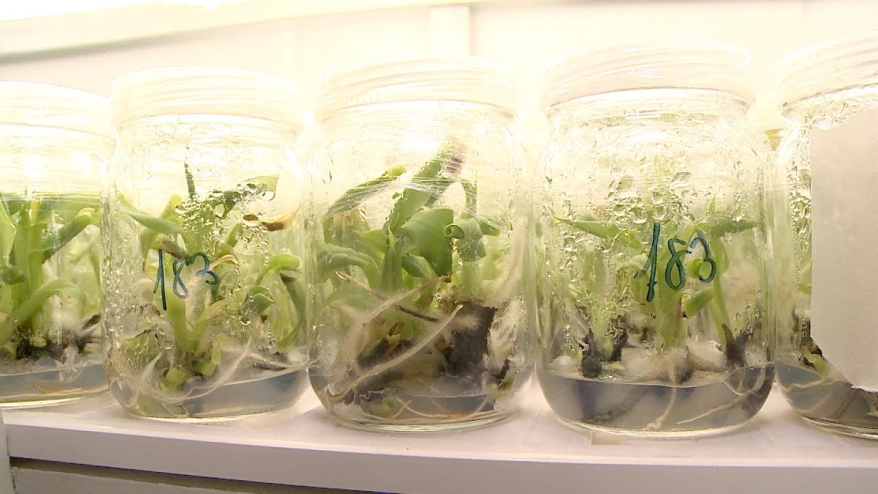 Mudas de bananeira Itajaí