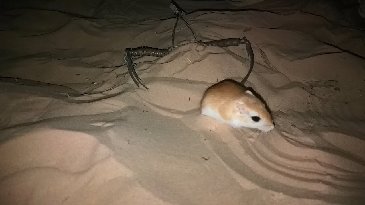Desert Mouse Pseudomys Desertor desert-mouse-pseudomys-desertor