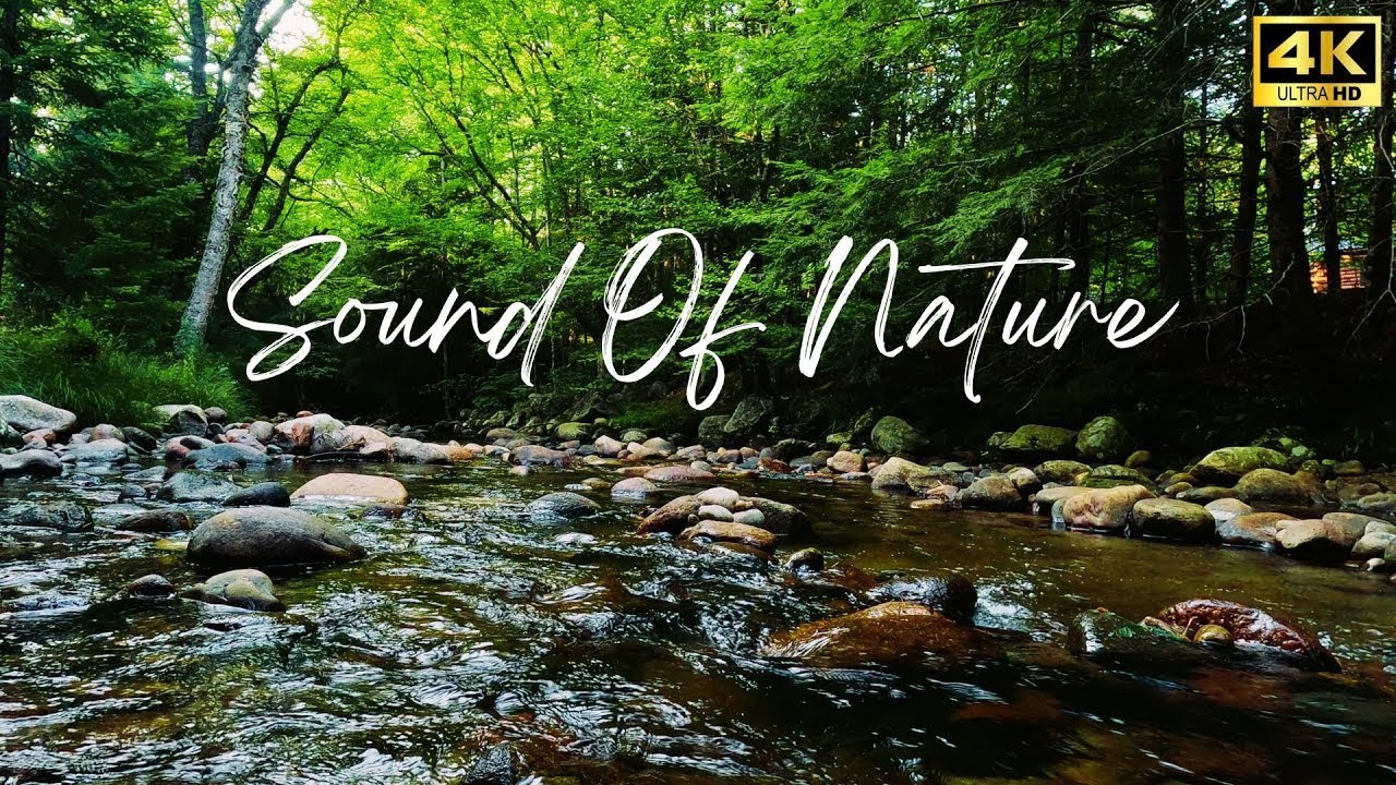 LIVE Forest River Sounds ASMR 🌳 Peaceful Nature for Relax & Meditation
