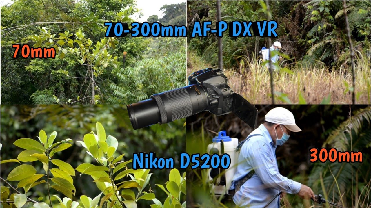 Video Nikon D5200 AF-P 70-300mm DX VR ED Zoom Lens - YouTube