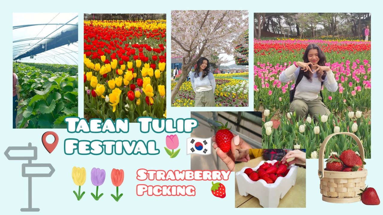 Taean tulip festival🌷🇰🇷 and Strawberry picking🍓 Trip🧳 World tulip