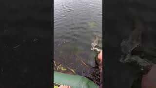 Всегда нужно отпускать мелкую щуку! #fishing2025 #рыбалка2025 #щука2025 #спиннинг2025 #рыбалкаслодки