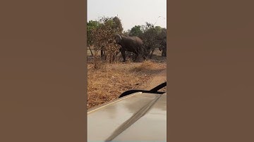 What Happens When an African Elephant Meets Our Jeep?