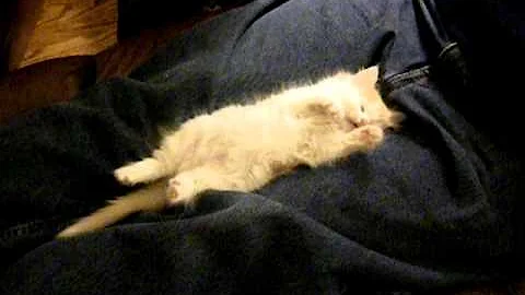 Video 9804921: norwegian forest cat kittens, red cat