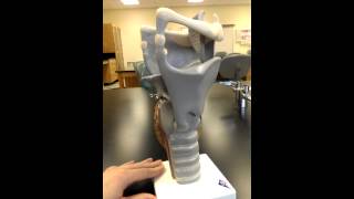 Larynx model
