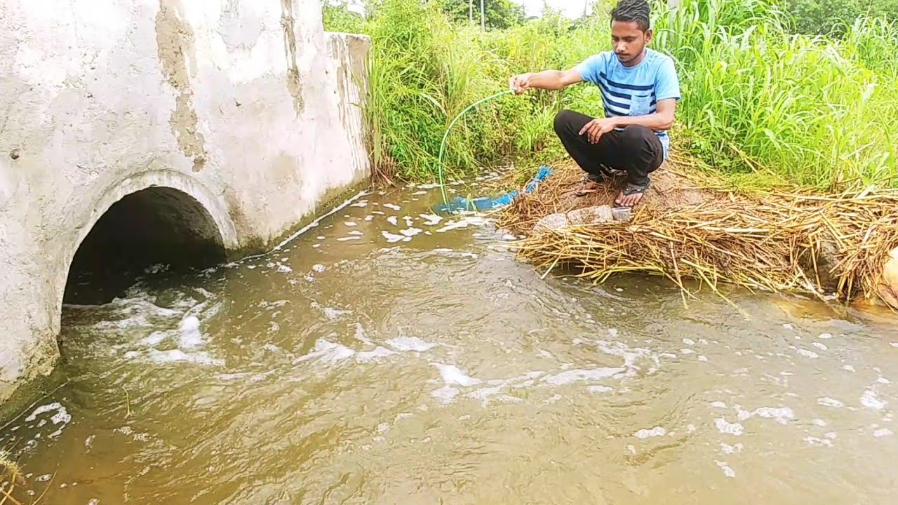 Fish hunting || Tilapia fishing in rain || Catching big tilapia fish || Incredible fishing
