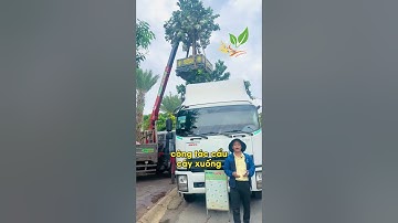 Cây Bưởi Diễn trái vàng mừng năm mới khoe sắc đón Xuân sang | 096 234 7777