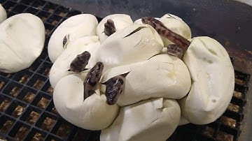 carpet pythons are hatching