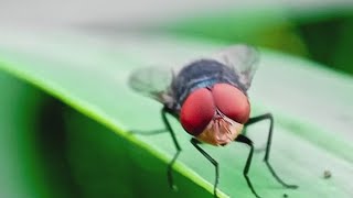 Download Lagu Texas on high alert as flesh-eating parasite raises fears among cattle industry MP3 Download Lagu Texas on high alert as flesh-eating parasite raises fears among cattle industry MP3