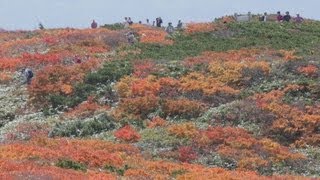 栗駒山で紅葉が見ごろ