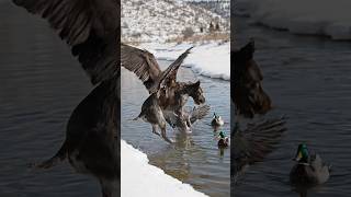 Benim Köpeğede Kanat Yakıştı