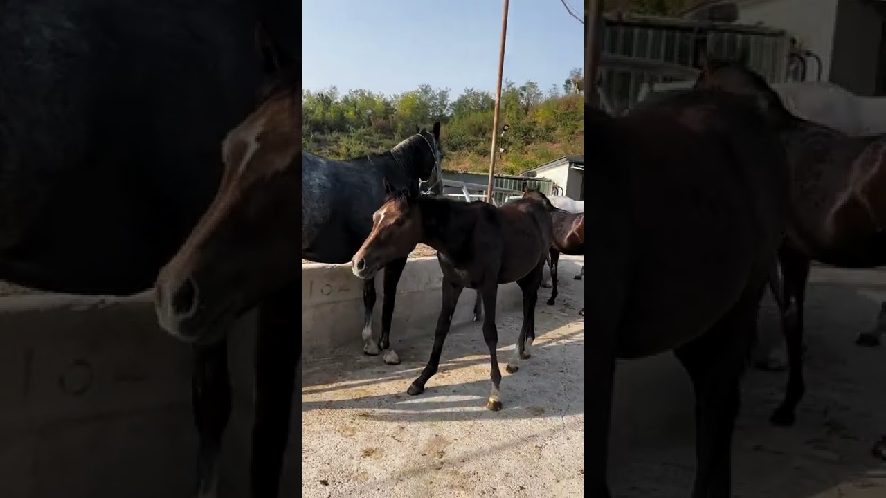 Beautiful wild horses run wild horses wild horses are fighting for territory 626