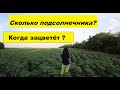 Будет ли мед с подсолнечника в 2020 году ?