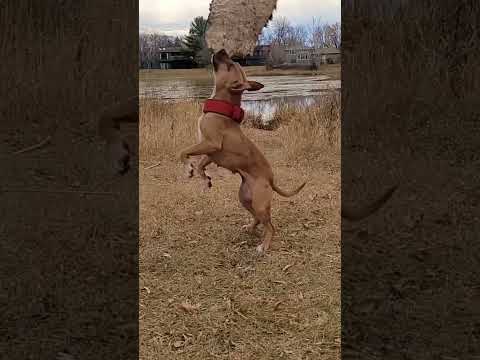 Dmx (More 2 A Song) #apbt #hiphop #rap #pitbull