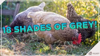 These Grey Chicken Breeds Are Great!