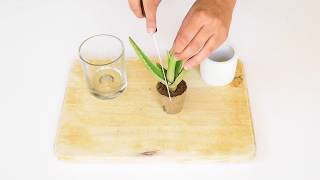 Harvesting Aloe Vera Gel: A How-To