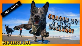 🌴Blue Heelers (🐕 Australian Cattle Dogs) nipped our tires in a big chase at DOG BEACH Coronado⛱️ 4K
