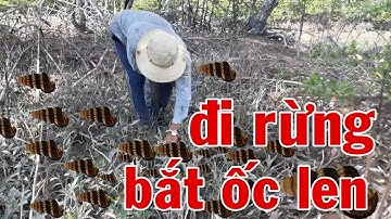 TRONGKHAVLOG đi rừng bắt ốc len xào dừa miền tây sông nước cà mau