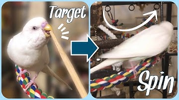 Bird Training Tutorial | Target Training & Spin Trick!