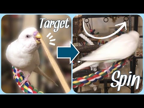Vogel Ausbildung Tutorial | Target Training & Spin Trick!