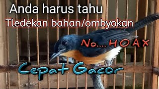 Perawatan Burung Tledekan bahan / Ombyokan || Agar Mau Bunyi Sehat Dan Tidak Mati