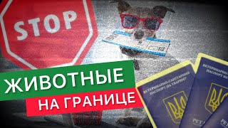 Как выехать за границу с животным?