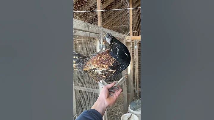 Pheasant x Chicken hybrid rooster - DayDayNews