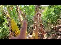 Slow, steady development, using succession planting
