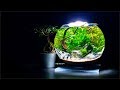 HOW TO: 3 GALLON FISH BOWL AQUASCAPE - George Farmer Style (No Filter, No Ferts, No co2, No heater)