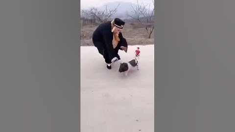 baby pig funny vedio. #short #video #asmr #viral #youtubeshorts