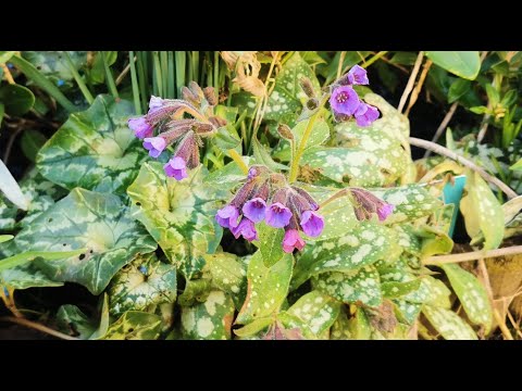 فيديو: Lungwort Plants - كيف تنمو Lungwort