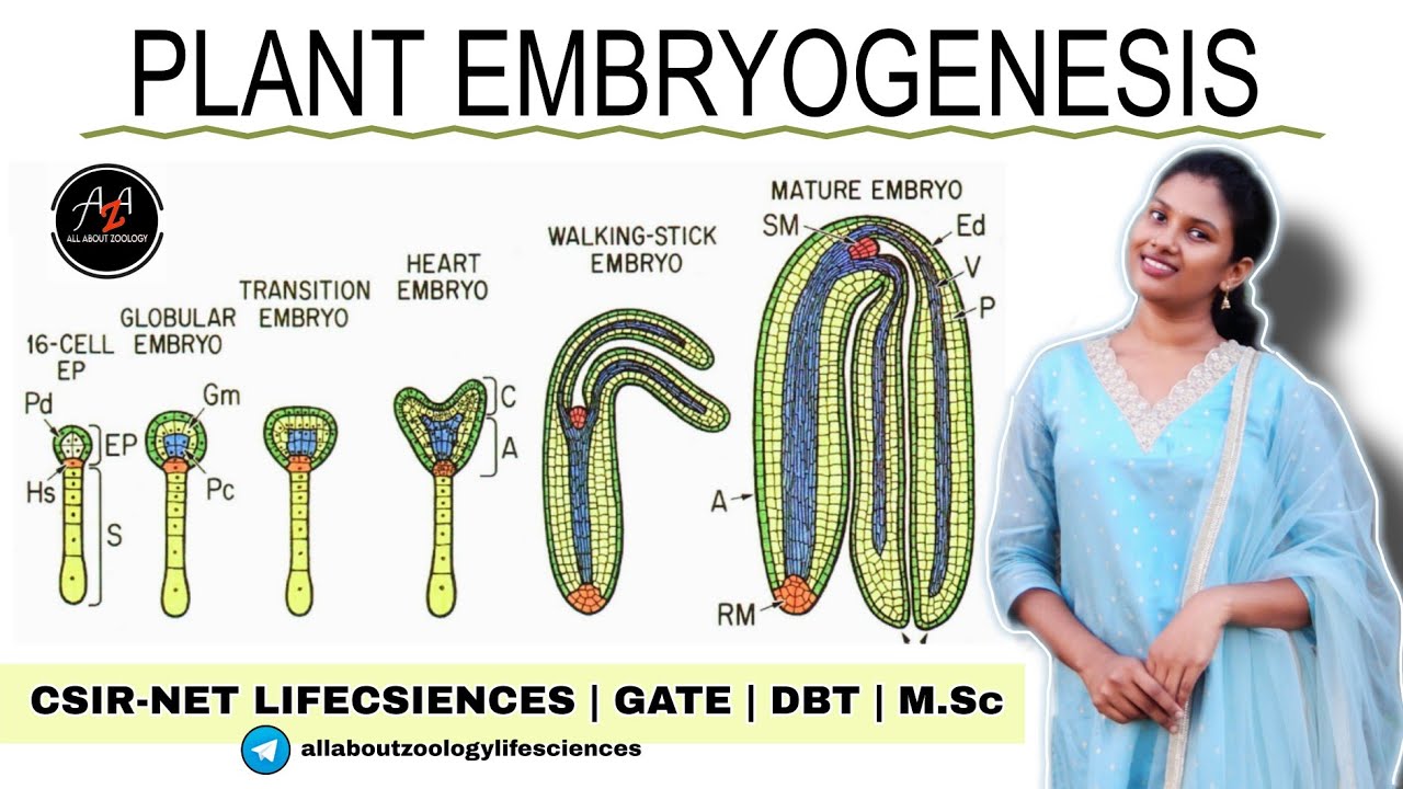 PLANT EMBRYOGENESIS DETAILED EXPLANATION - AXIAL AND RADIAL PATTERNING || CSIR-NET LIFECSIENCES 