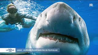 Hawaï : un requin blanc mais pas de peur bleue