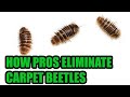Carpet Beetles Aren’t Bed Bugs! - Learn How To Eliminate Carpet Beetles Effectively Like a Pro