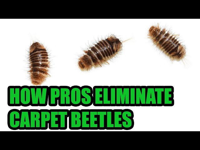 Carpet Beetles Aren T Bed Bugs Learn