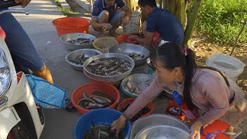 Bán Cá Trên Đường Quê #3 | Nét Quê #100