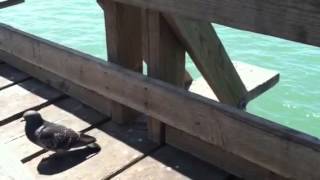 The pigeon hole principle