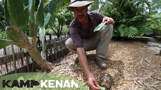 Tortoise Care and Nutrition : Kamp Kenan S1 Episode 9