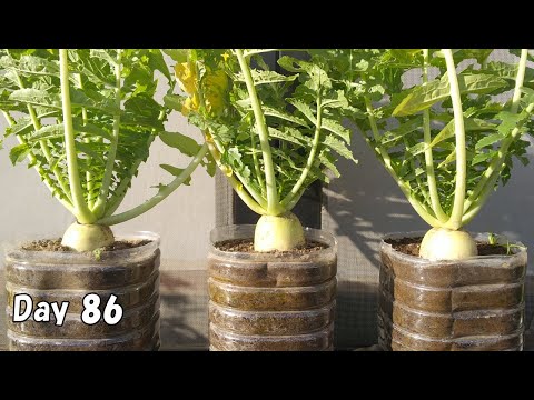 「大根とこんにゃくの煮物」のレシピと作り方を動画でご紹介します。レンジだけであっという間にできる煮物です。こんにゃくは砂糖を揉み込ん .... 