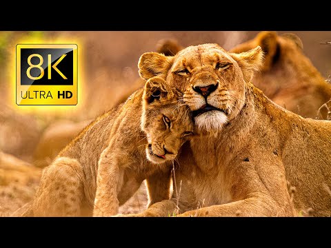 African Wildlife Exclusive Collection in 8K VIDEO ULTRA HD 60FPS